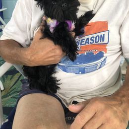 Yorkshire Terrier Puppies from Jackie Jenny’s Precious Yorkies