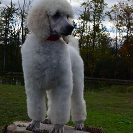 Poodle Puppies from D and D Standard Poodles