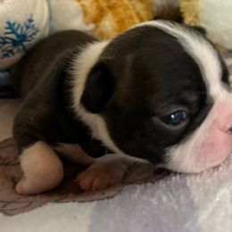Brindle boy - Brindle and white male Boston Terrier puppy in Macon, Georgia from Whispering Willows