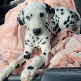Dalmatian puppies from Dogs R Us