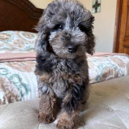 Romeo - Gray male Poodle puppy in Buffalo, Illinois from Pear Tree Pups