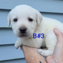 Stewert - Yellow male Labrador Retriever puppy in Middleburg, Pennsylvania from Countrylanes labs