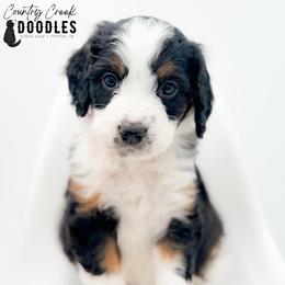 MACKEY - Tri-color female Bernedoodle puppy in Tipton, Indiana from Country Creek Doodles