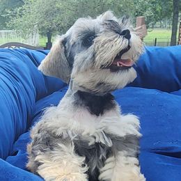 Sweet Pups Salty Taffy - Salt and pepper Miniature Schnauzer puppy in North Zulch, Texas from Sweet Pup Schnauzers