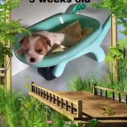 Yellow Parti boy - Parti male Yorkshire Terrier puppy in Inverness, Florida from Luvayorkie&more