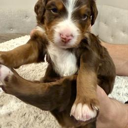 Hank Williams - Tri-color male Bernedoodle puppy in Draper, Utah from Salt City Farm