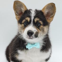 Cocoa - Black and tan male Pembroke Welsh Corgi puppy in Walsh, Colorado from Wilson Ranch Corgis