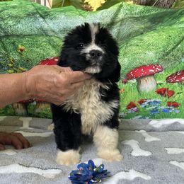 Irish Girl - Black female Newfoundland puppy in Squaw Valley, California from Bear Mountain