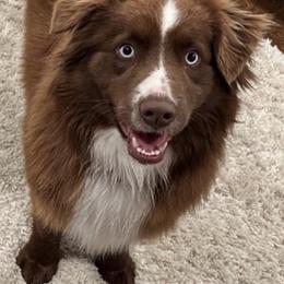 Rocky - Miniature Australian Shepherd