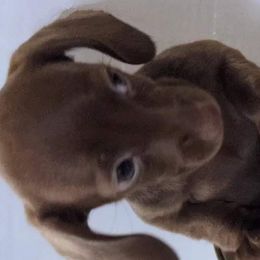 Dachshunds and Rat Terriers from Twin Hickory Ranch