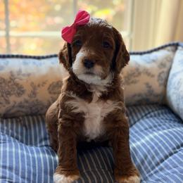 Sandy - Red female Australian Labradoodle puppy in Summerfield, North Carolina from Four Oaks Labradoodles