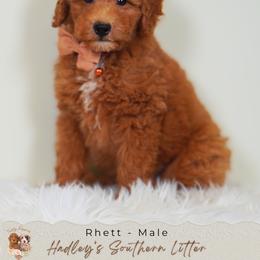 Rhett - Red  male Goldendoodle puppy in Norcross, Georgia from Teddy Puppies