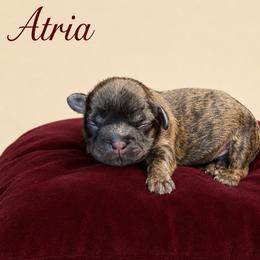 Atria - Brindle female Shih Tzu puppy in Abilene, Texas from L&L Euro Boxers and Small Town Shih Tzus
