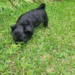 Pearl - Black and white female Schnoodle puppy in Arkansas from Harper's Pups