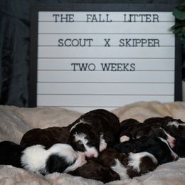 Labrador Retriever and Portuguese Water Dog Puppies from Hilltop Portuguese Water Dogs