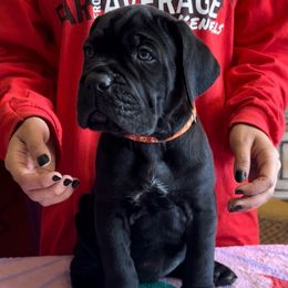 Orange collar - Black female Cane Corso puppy in Clewiston, Florida from Far From Average Kennels
