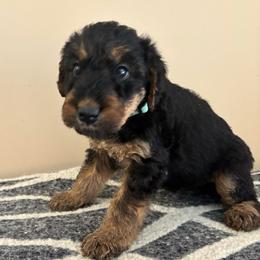 Angel Grace - Black and tan female Airedale Terrier puppy in Huntersville, North Carolina from Cool Hand Luke Kennels