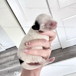 Hope - Black and white female Portuguese Water Dog puppy in Brookville, Ohio from Cornerstones Porties