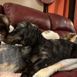 Boone - Dachshund