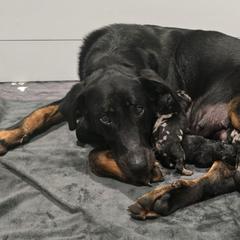 Azreal - Beauceron