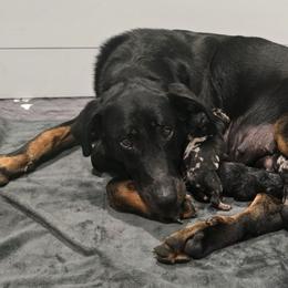 Azreal - Beauceron