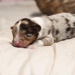 Martini AKC - Red merle male Australian Shepherd puppy in Polk City, Florida from Skaky Shepherds