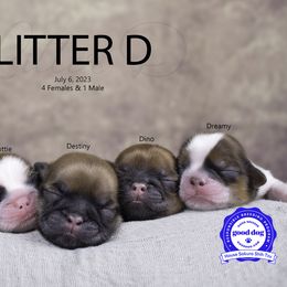 Shih Tzu Puppies from House Sakura Shih Tzu