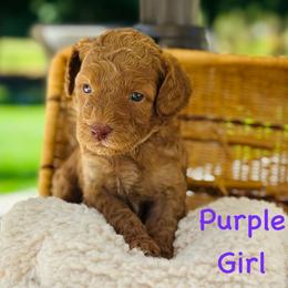 Purple Girl - Red  female Goldendoodle puppy in Kitsap County, Washington from Amazing Grace Doodles