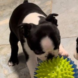 Boston Terriers from McMiesz