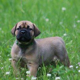Jumba - Fawn male Boerboel puppy in Wasilla, Alaska from Northland Boerboels