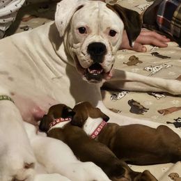 Nala - Boxer