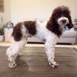 River Rock - Brown male Poodle puppy in Caldwell, Idaho from Leila Pearson