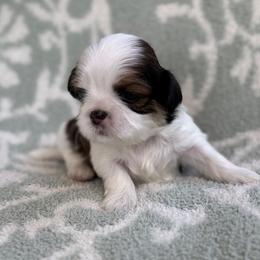AKC-Rocky - Tricolor male Shih Tzu puppy in Paintsville, Kentucky from Molly B's ShihTzus