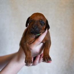 Green Girl - Rd whtn blk nose female Rhodesian Ridgeback puppy in Hillman, Minnesota from Rhoxwood Kennel