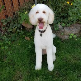Bingo - Goldendoodle