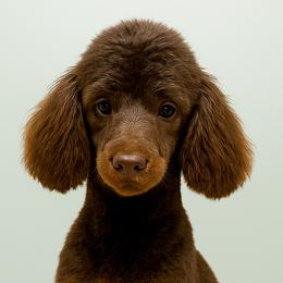 Australian Labradoodles, Cavapoos, Goldendoodles, Golden Mountain Doodles, and Poodles from Dawson's Royal Companions