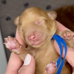 Rolo - Caramel male Australian Labradoodle puppy in Citrus Heights, California from Elite Blend Labradoodles