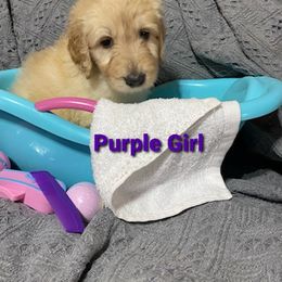 Goldendoodle Puppies from Toneytails Doodles