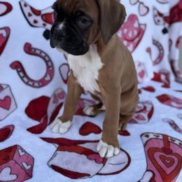 Boss - Fawn male Boxer puppy in Altoona, Alabama from Smokin S Kennel