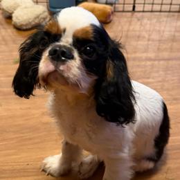 Tramp - Black white and tan male English Toy Spaniel puppy in Pennsylvania from Enchanting Charlies