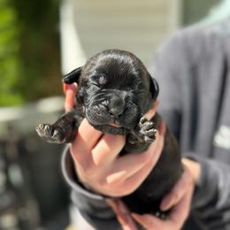 Chili Pepper - Chestnut brindle female Cane Corso puppy in Lusby, Maryland from Coastal View Kennels