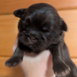 Chocolate Dobie Boy - Chocolate and tan male Shih Tzu puppy in Surry, Maine from McKayla Hairston