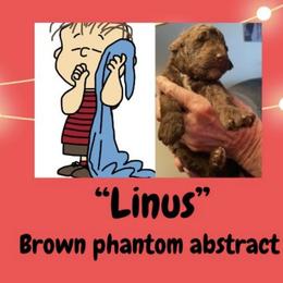 Linus - Phantom male Poodle puppy in Pocatello, Idaho from Snugglebear Moyen Poodles of SE Idaho