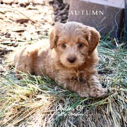 Australian Labradoodle Puppies from Oodles Of Fluffy Doodles