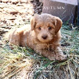 Australian Labradoodle Puppies from Oodles Of Fluffy Doodles