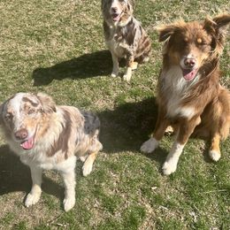 Australian Shepherd puppies from Hausauer Aussies