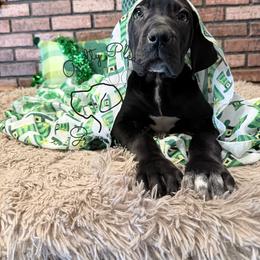 Shimmer - Blue and white female Great Dane puppy in Barberton, Ohio from Guilty Pleasure Great Danes