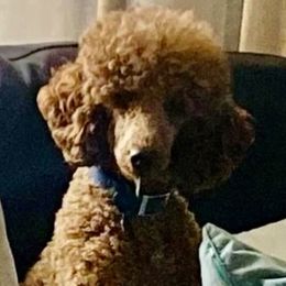 JJ - Poodle