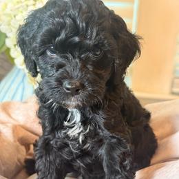 Dune - Black and white male Cockapoo puppy in Saint Louis, Missouri from Jax Doodles