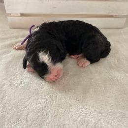 Snickers - Tri-color female Bernedoodle puppy in Luana, Iowa from Country View Bernedoodles and Goldendoodles